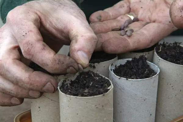 Sowing sweet peas - sowing the seed