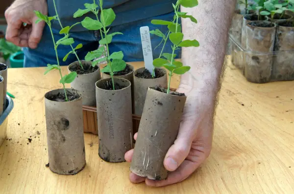 Sowing sweet peas - potting on young plants