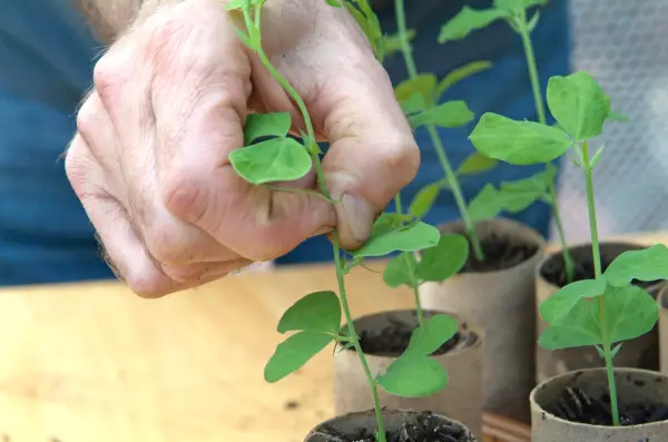 Sowing sweet peas - pinching out the shoots