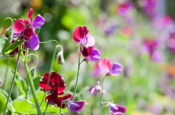 Sweet pea flowers
