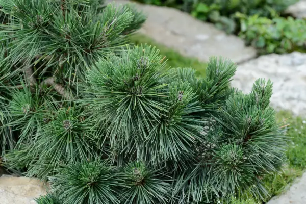 Pinus thunbergii 