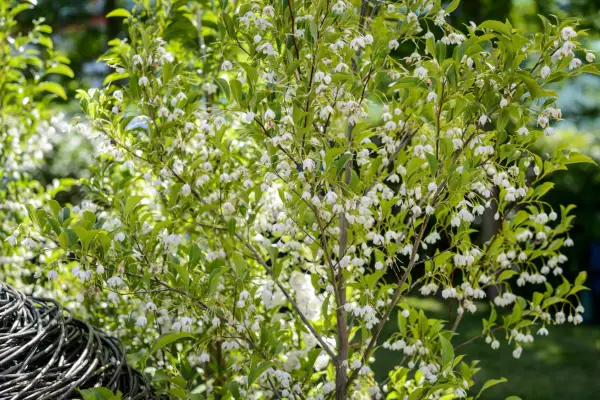 Styrax japonicus