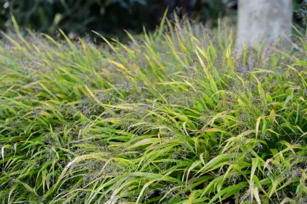 Japanese forest grass (Hakonechloa macra)