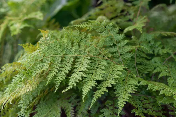 Araiostegia parvipinnata