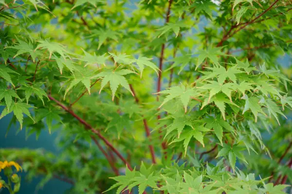 Acer palmatum 