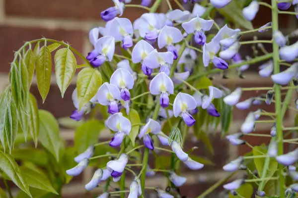 Wisteria floribunda 