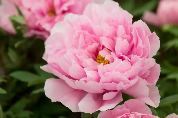 Tree peony 