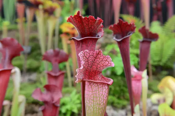 Sarracenia 