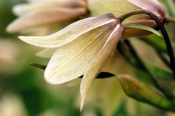 Unusual bulbs to grow - Fritillaria raddeana