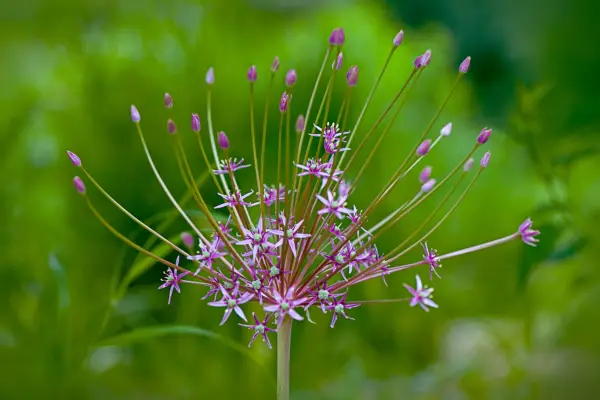 Unusual bulbs to grow - Allium schubertii