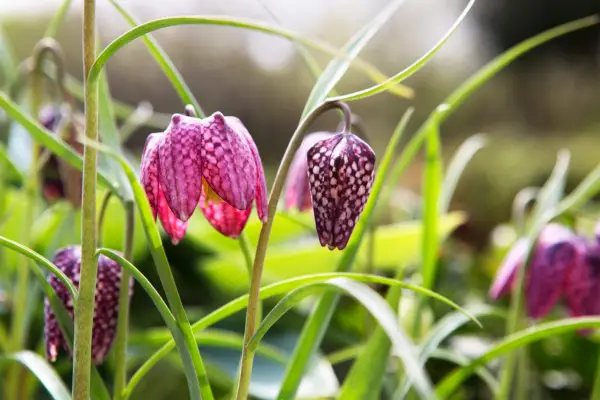 Unusual bulbs to grow - snake