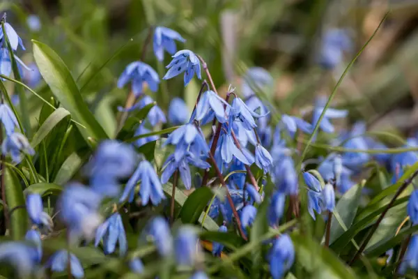 Unusual bulbs to grow - Scilla siberica