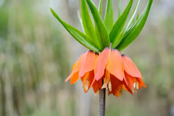 Unusual bulbs to grow - Fritillary imperialis