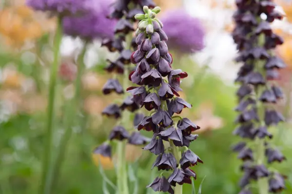 Unusual bulbs to grow - Fritillaria persica