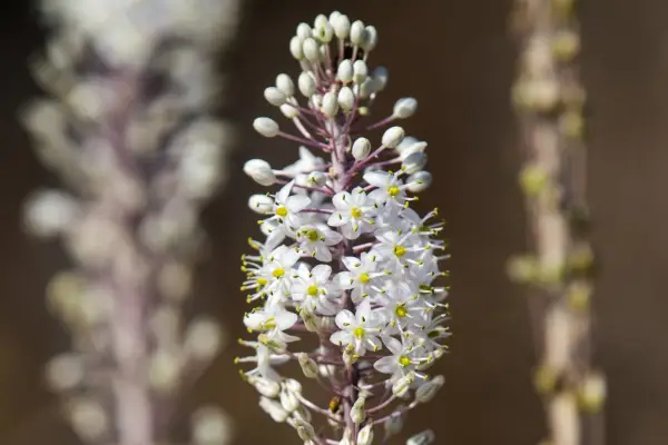 Unusual bulbs to grow - sea squill