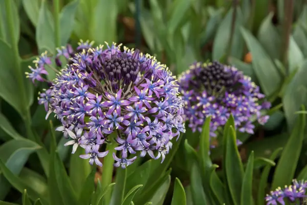 Unusual bulbs to grow - Portugese squill