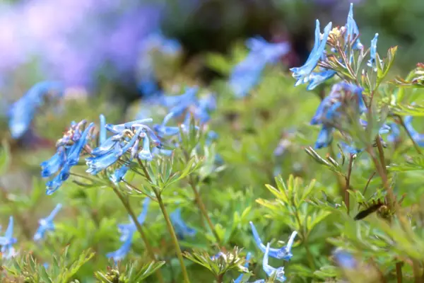 Corydalis 