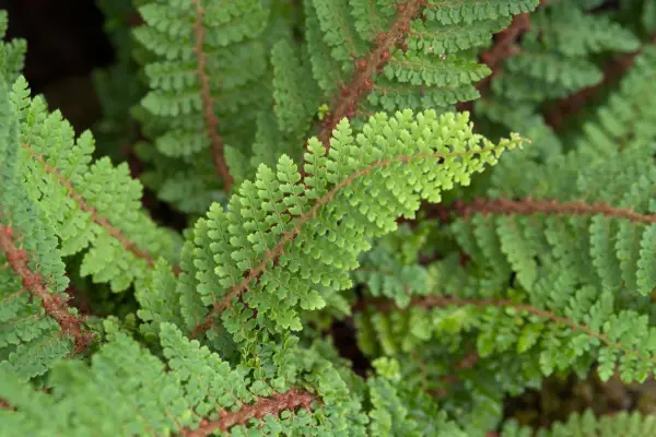 Polystichum setiferum