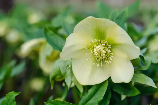 Hellebore 