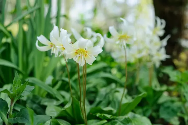 Erythronium 