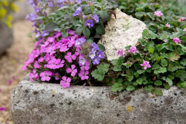 Alpines in a trough