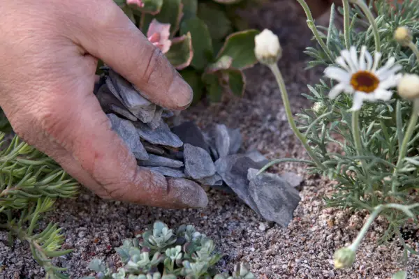 Top dressing alpines with stones