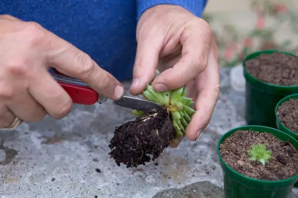 Sempervivum cuttings