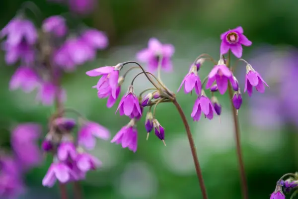 Purple Cortusa matthioli flowers