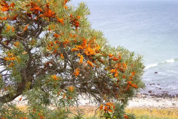 Sea buckthorn growing by the coast. Getty Images
