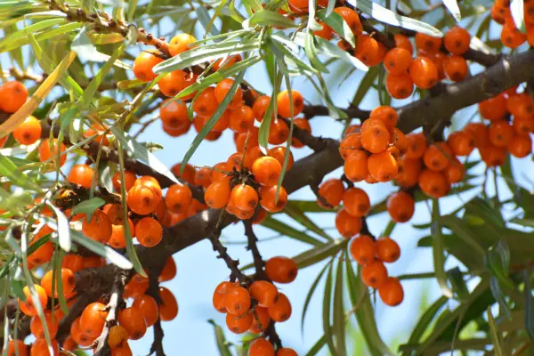 Sea buckthorn. Getty Images