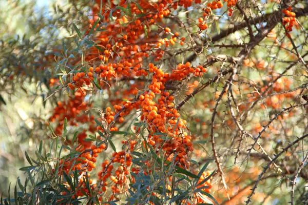 Sea buckthorn. Getty Images