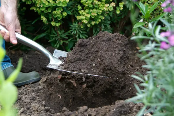 Digging the planting hole