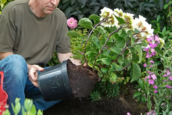 Removing the shrub from its pot