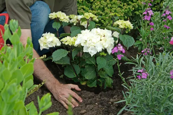 Placing the shrub in the planting hole