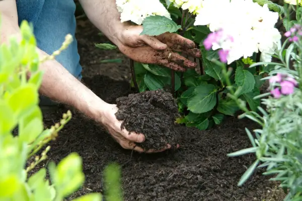 Backfilling around the shrub