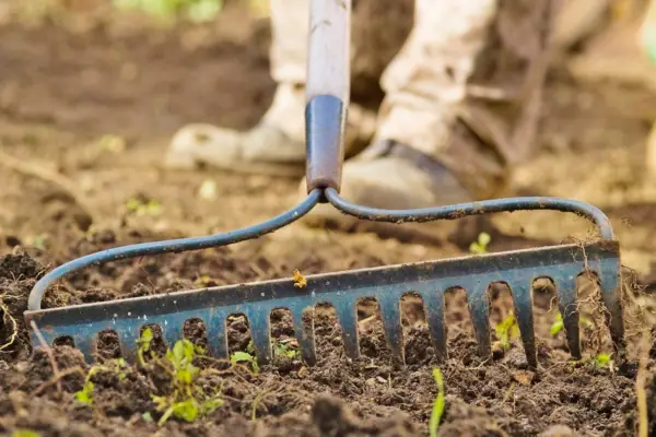 How to sow hardy annuals - raking the soil level