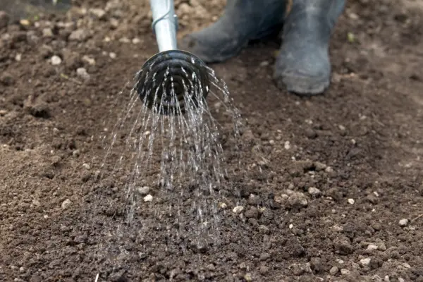 How to sow hardy annuals - watering the soil
