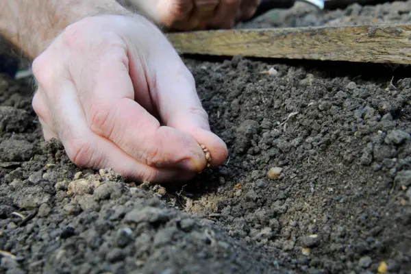 How to sow hardy annuals - sowing hardy annual seed