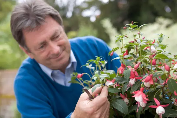 How to take fuchsia cuttings - removing healthy stems from a fuchsia plant