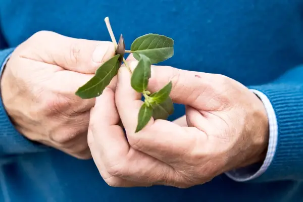 How to take fuchsia cuttings - removing lower leaves from each fuchsia cutting