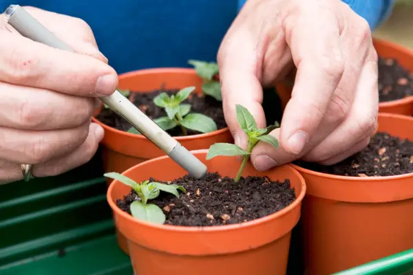 How to take fuchsia cuttings - inserting fuchsia cuttings into compost