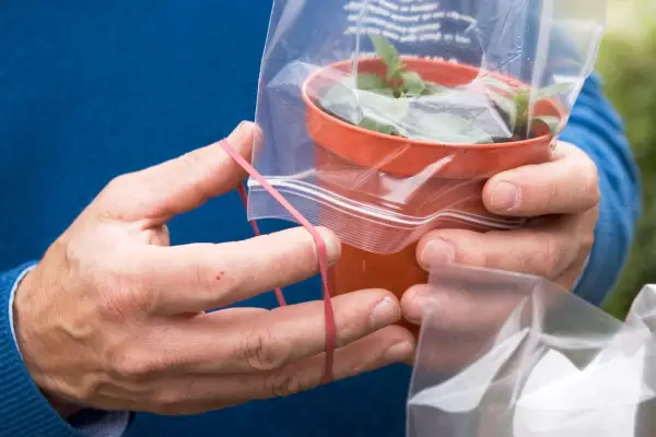 How to take fuchsia cuttings - covering the cuttings with a plastic bag