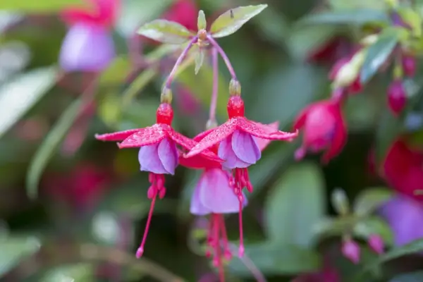 How to take fuchsia cuttings