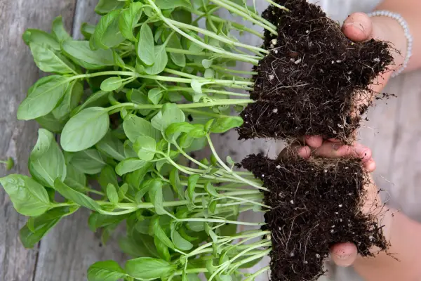 Splitting the basil rootball