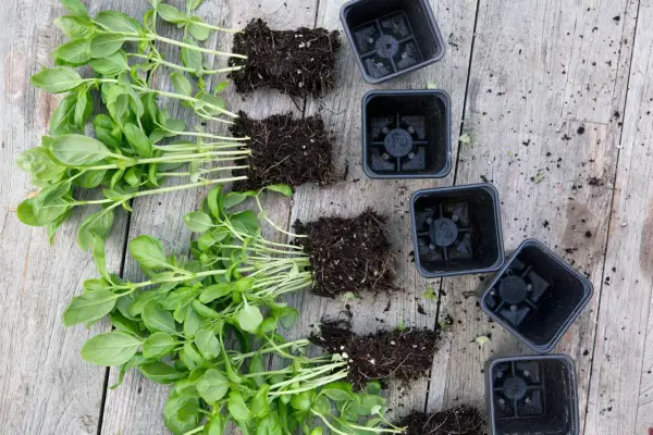 Divided basil plants