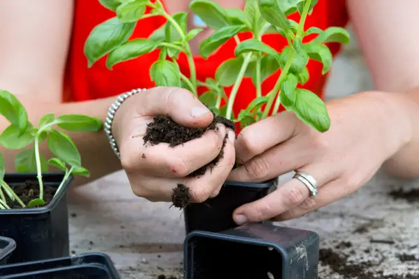 Potting up basil
