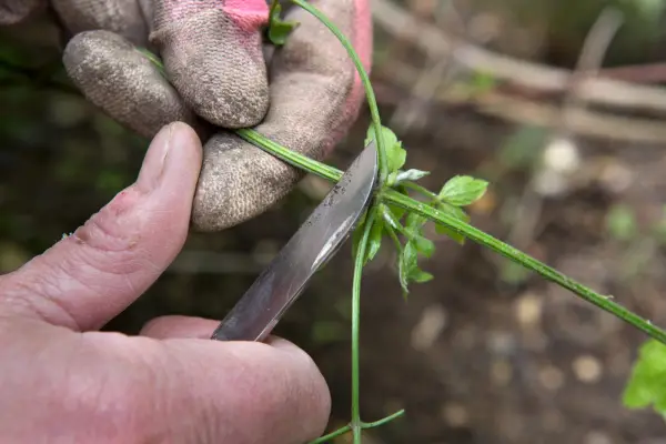How to grow clematis - taking a clematis cutting