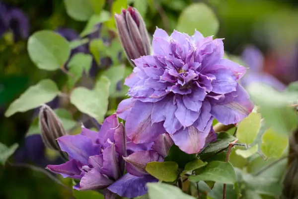 Clematis 