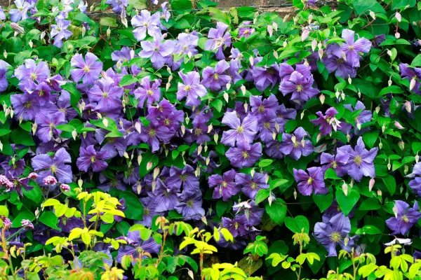 Clematis 