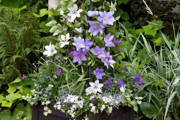 How to grow clematis - where and when to plant clematis